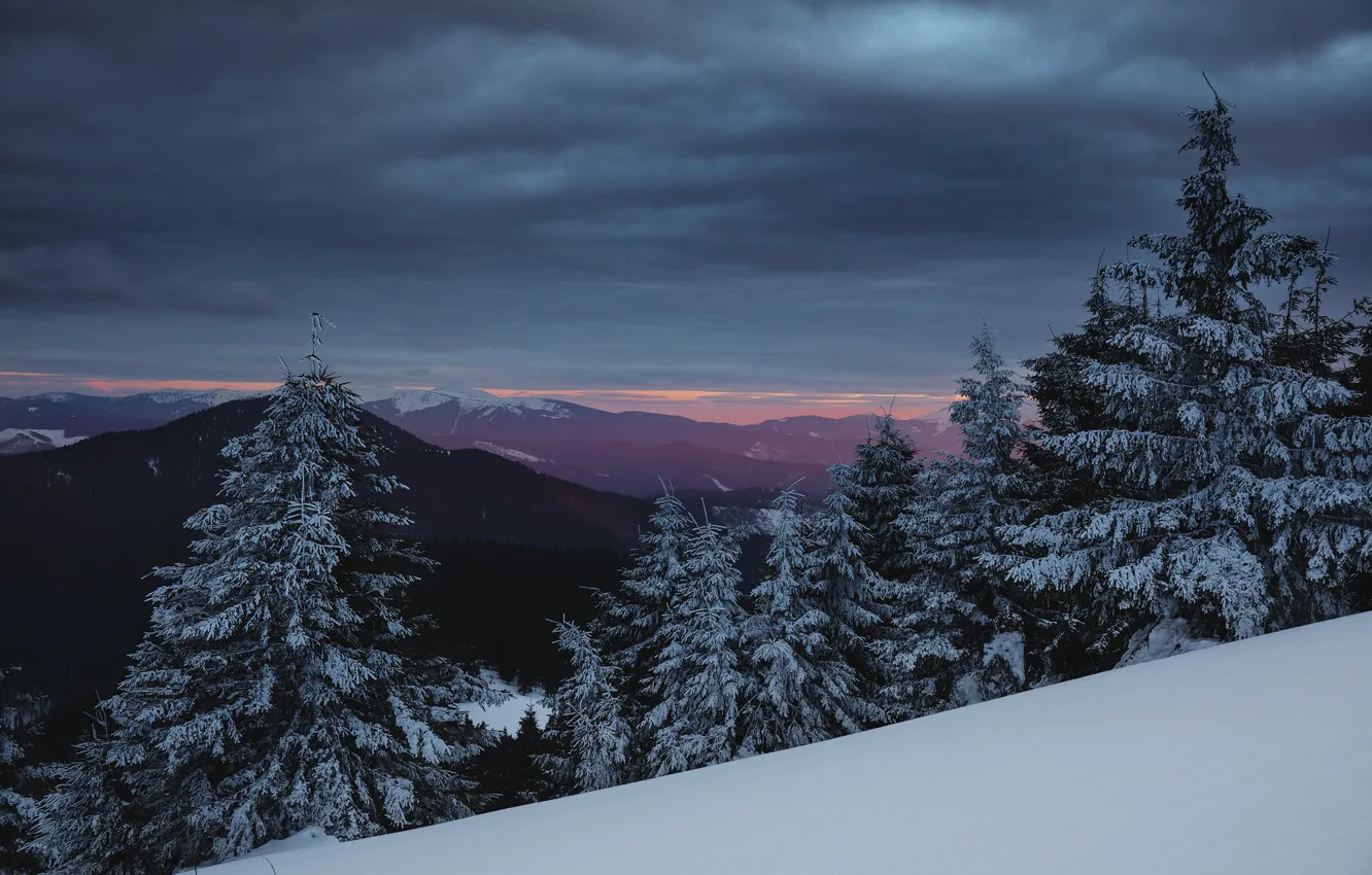Фото обои зима, снег, деревья, пейзаж, закат, горы, природа, ели