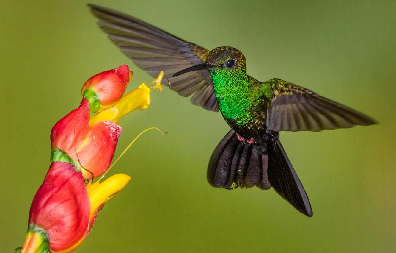 Фото обои цветок, птица, крылья, клюв, колибри-халибура