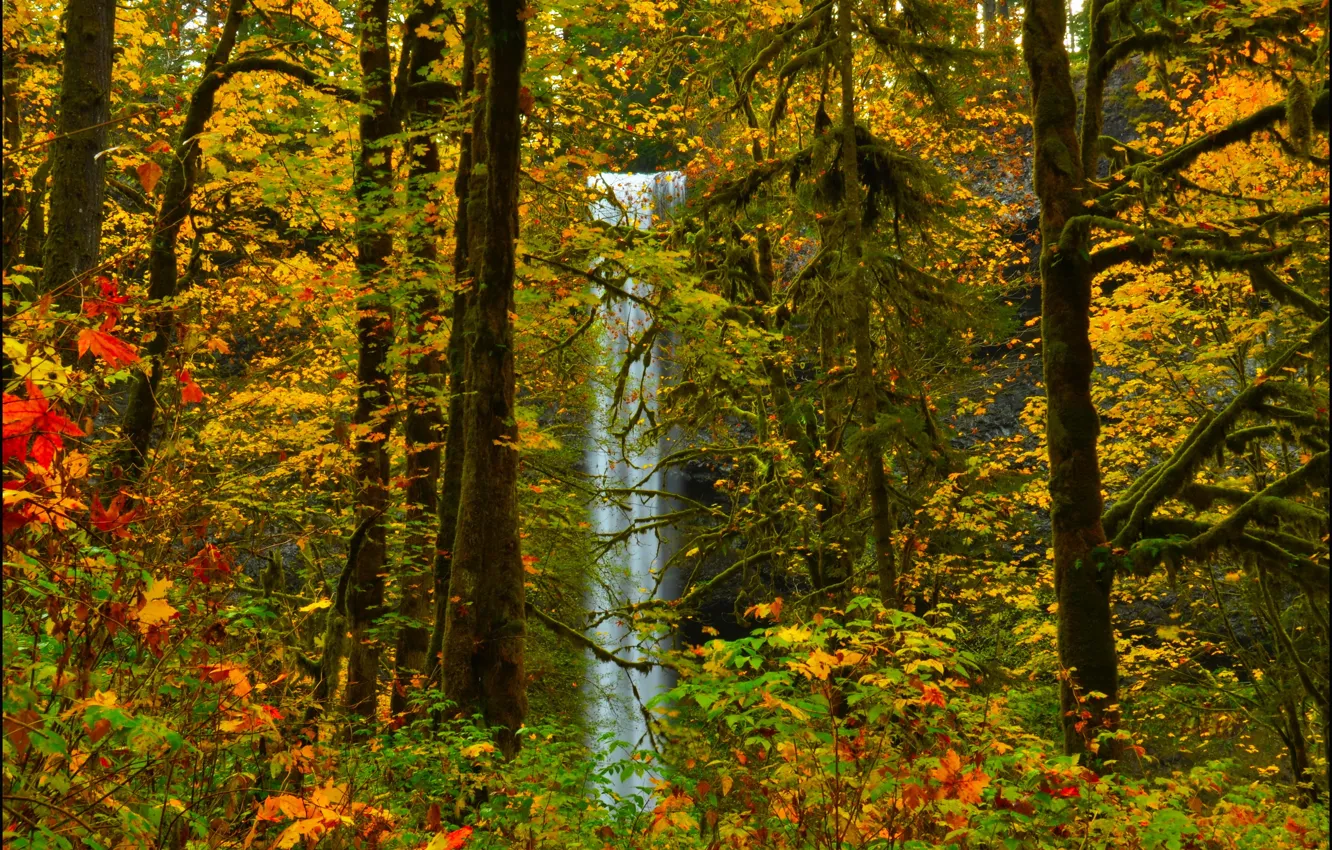 Фото обои осень, лес, листья, деревья, водопад.