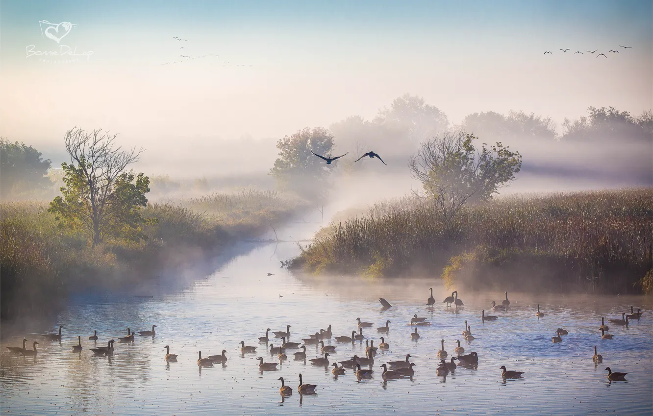 Фото обои осень, туман, река, утки, утро, Октябрь