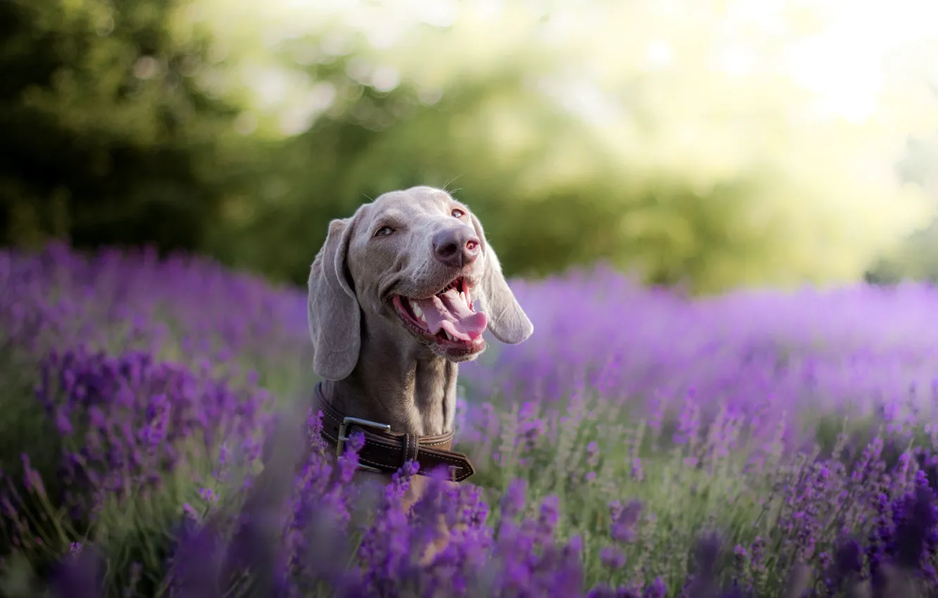 Фото обои морда, радость, собака, лаванда, боке, Веймаранер, Веймарская легавая