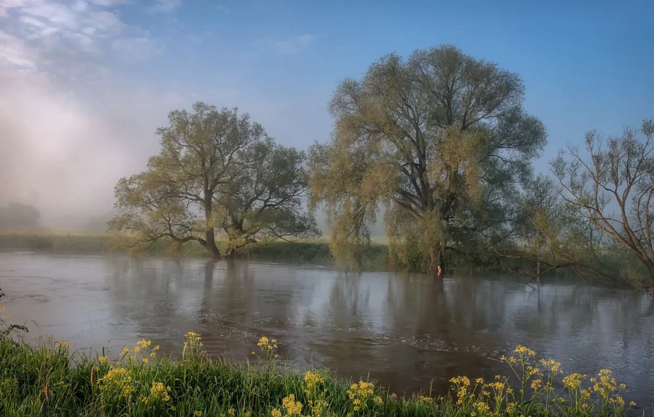 Фото обои трава, деревья, пейзаж, природа, река, берега, Андрей Чиж, Протва