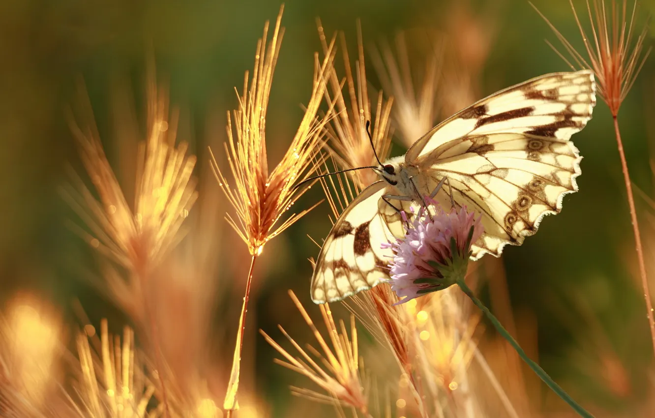 Фото обои лето, макро, природа, бабочка