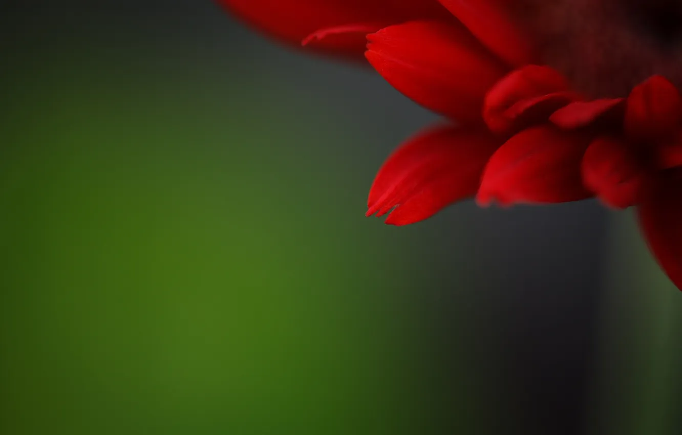 Фото обои цветок, красный, фон, лепестки