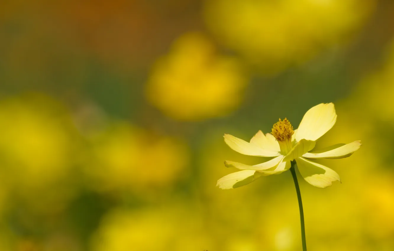 Фото обои цветок, макро, желтый, природа, один, растения, фокус, лепестки