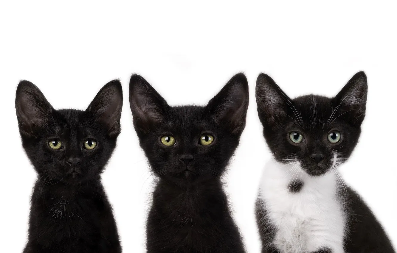 Фото обои усы, черный, коты, котята, смотрят, cats