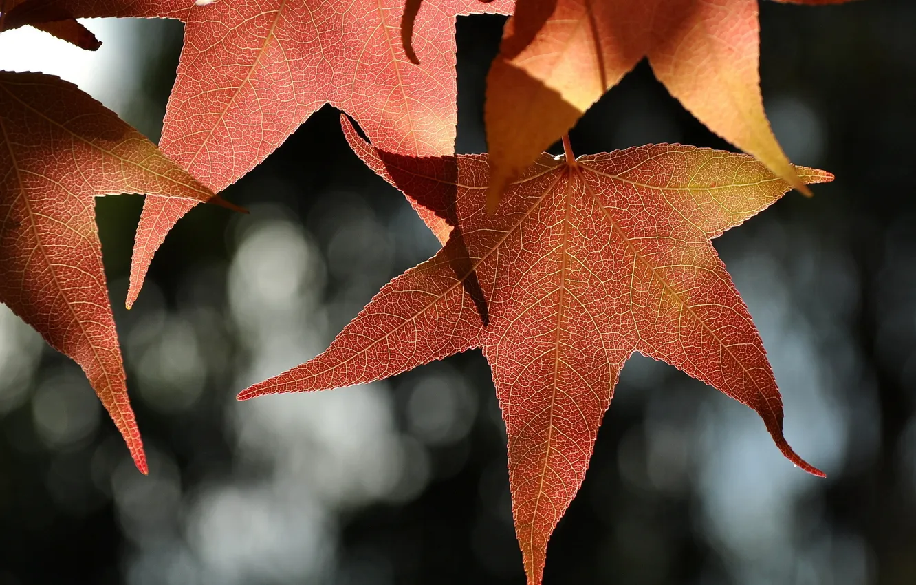Фото обои листья, блики, фон, красные, кленовые