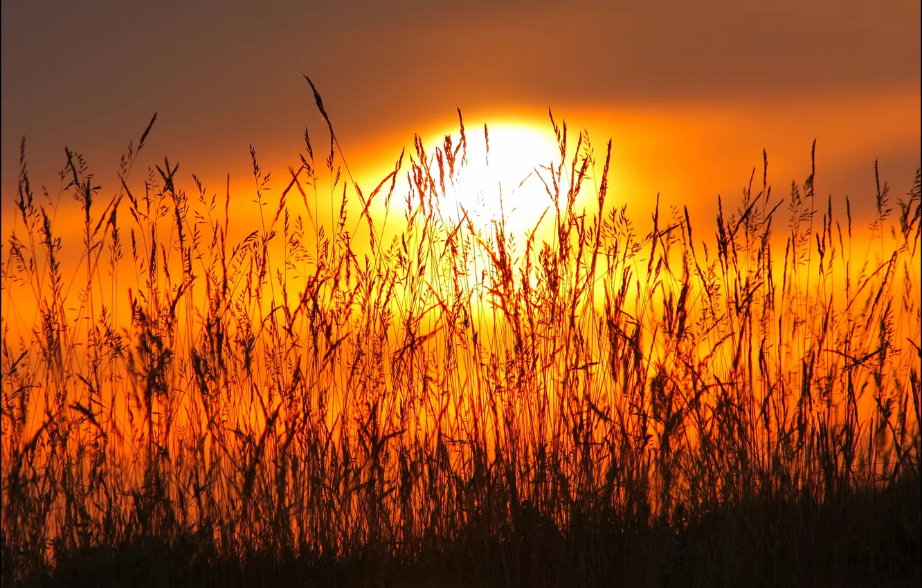 Фото обои небо, трава, солнце, макро, закат, растение