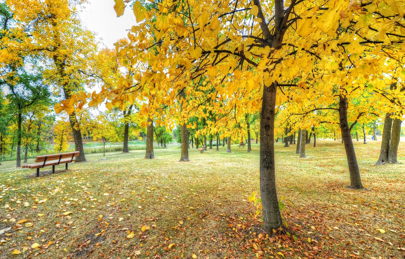 Фото обои осень, трава, листья, деревья, парк, скамья