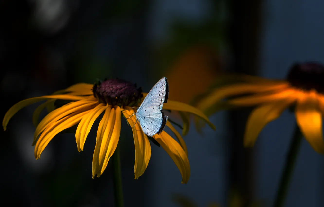 Фото обои цветы, природа, бабочка, растения, насекомое