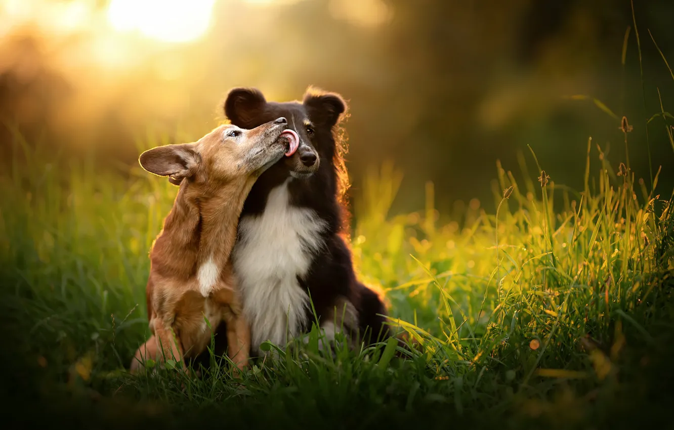 Фото обои трава, настроение, поцелуй, парочка, две собаки