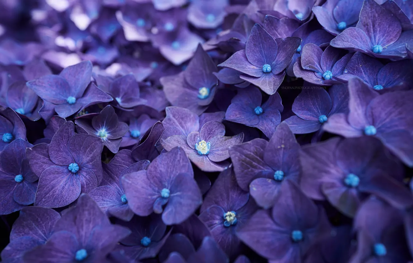 Фото обои лепестки, blue, цветки, flowers, голубая, гортензия, petals, splendor