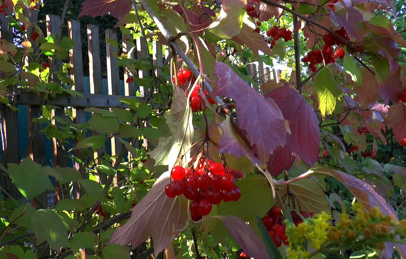 Фото обои осень, лист, ягода, калина