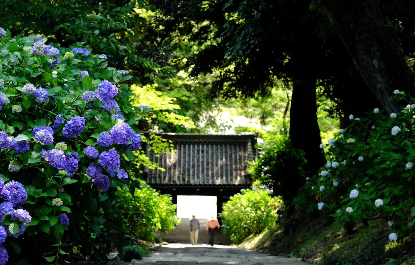 Фото обои парк, ворота, Japan, гортензия, Sakuragawa