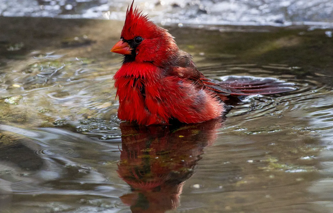 Фото обои вода, птица, клюв, красный кардинал