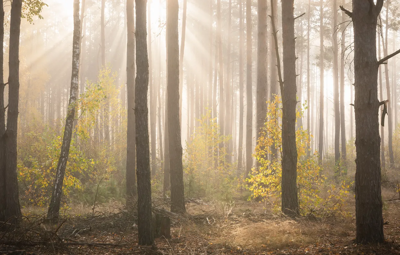 Фото обои осень, лес, солнце, лучи, свет, деревья, ветки, туман