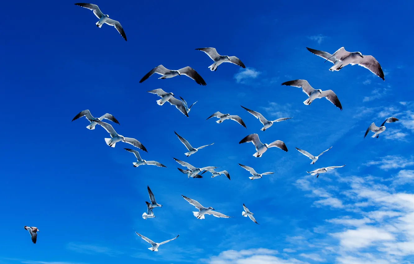 Фото обои свобода, облака, полет, птицы, синева, чайки, Небо, крылья