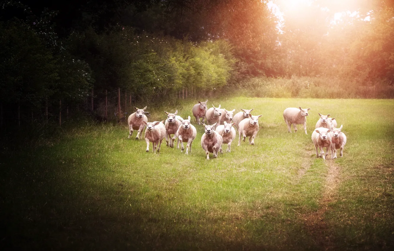 Фото обои лето, свет, деревья, природа, поляна, овцы, бег, овечки