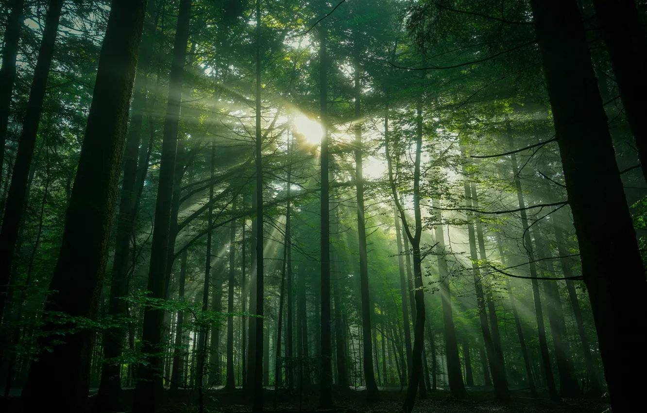 Фото обои лес, лето, листья, солнце, лучи, свет, деревья, ветки