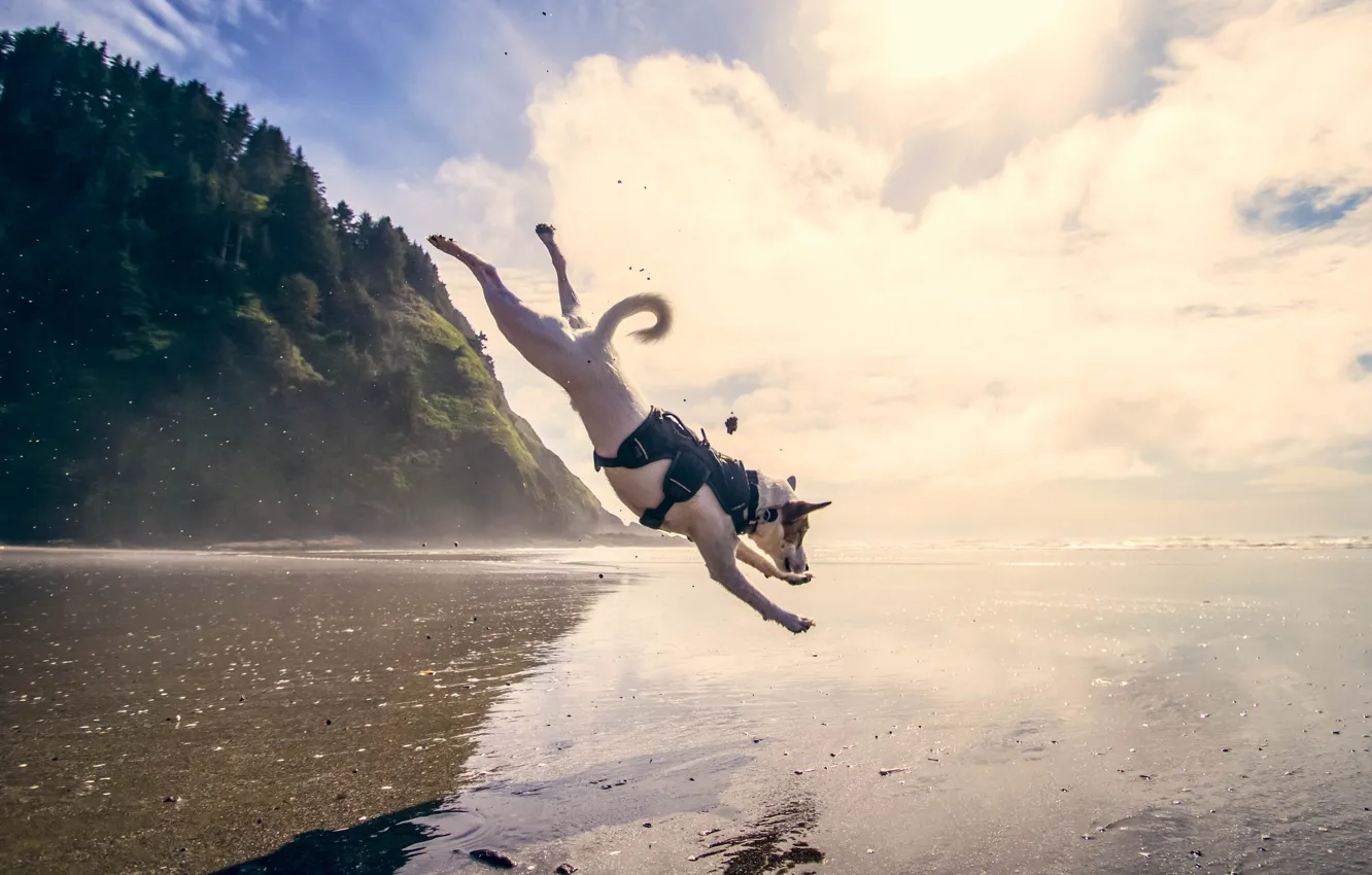 Фото обои море, вода, прыжок, собака