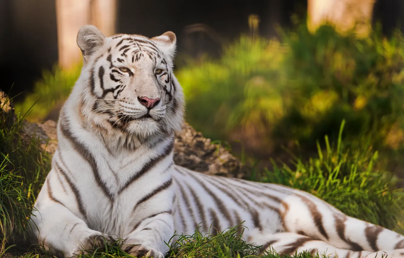 Фото обои кошка, тигр, хищник, белый тигр