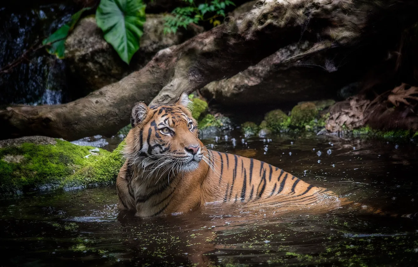 Фото обои вода, тигр, купание