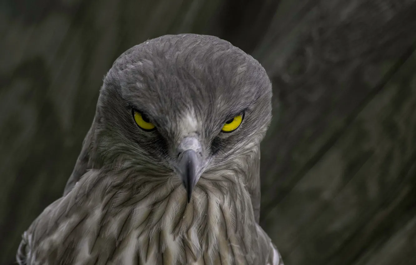 Фото обои глаза, птица, орел, голова, перья, клюв