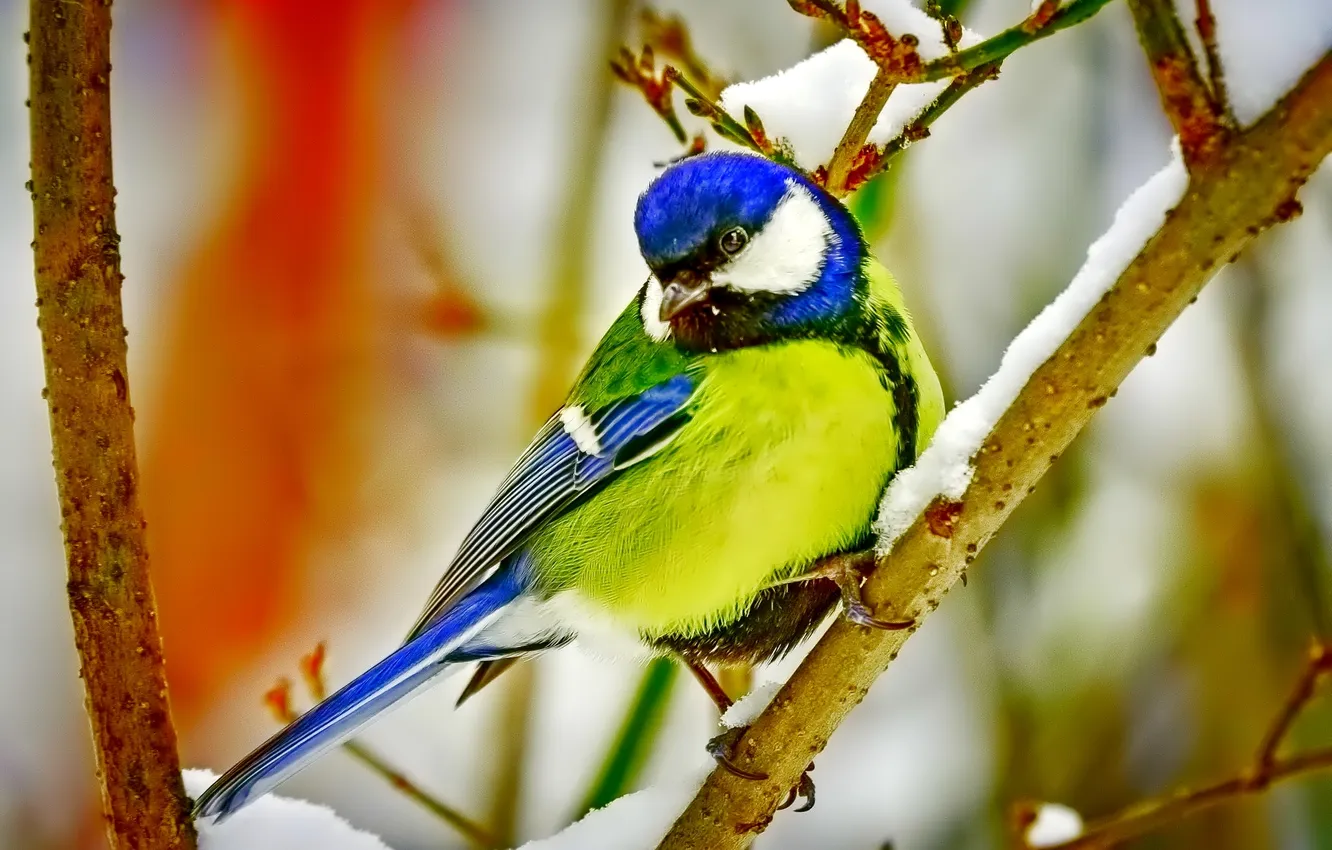 Фото обои зима, снег, птица, цвет, ветка