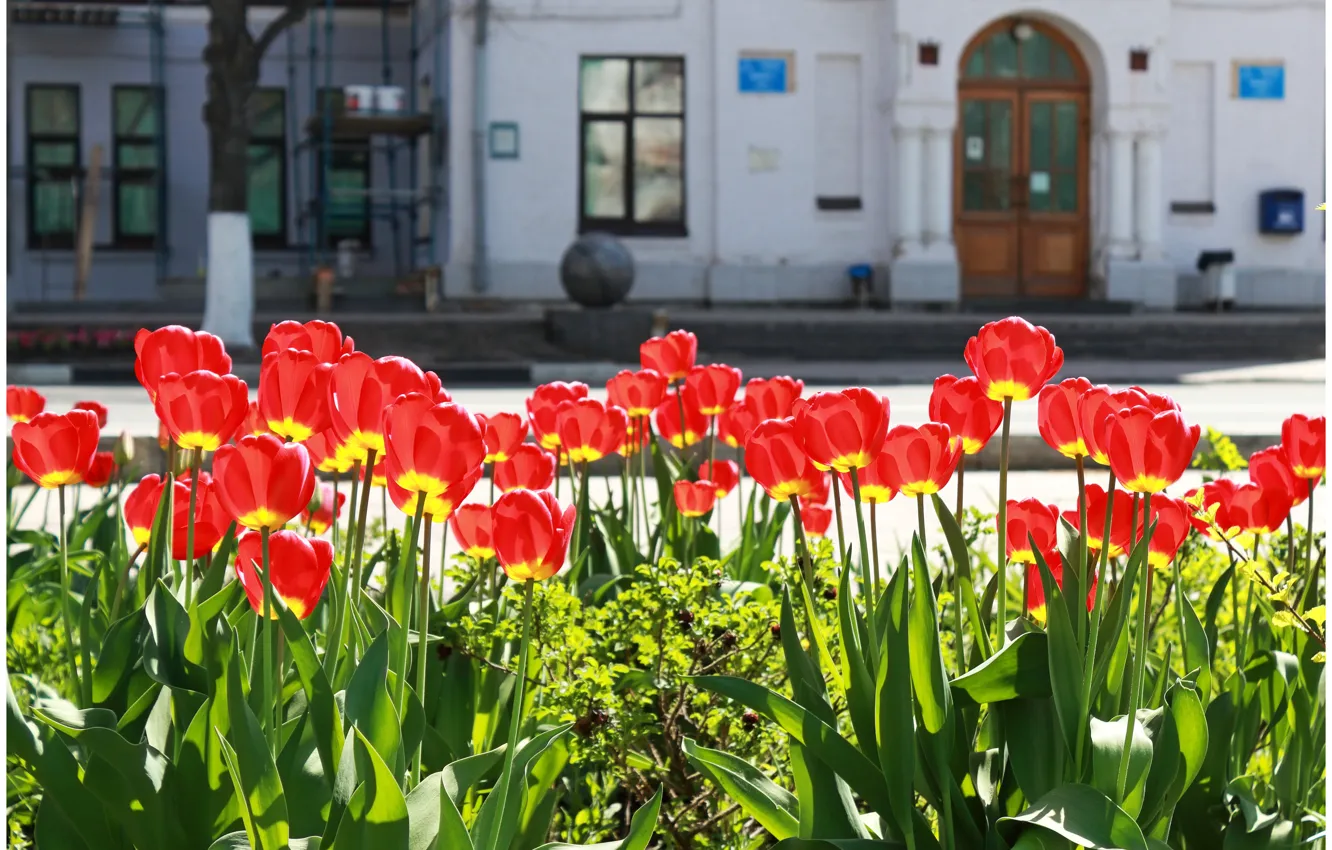 Фото обои зелень, солнце, цветы, фон, окна, шар, дома, красота