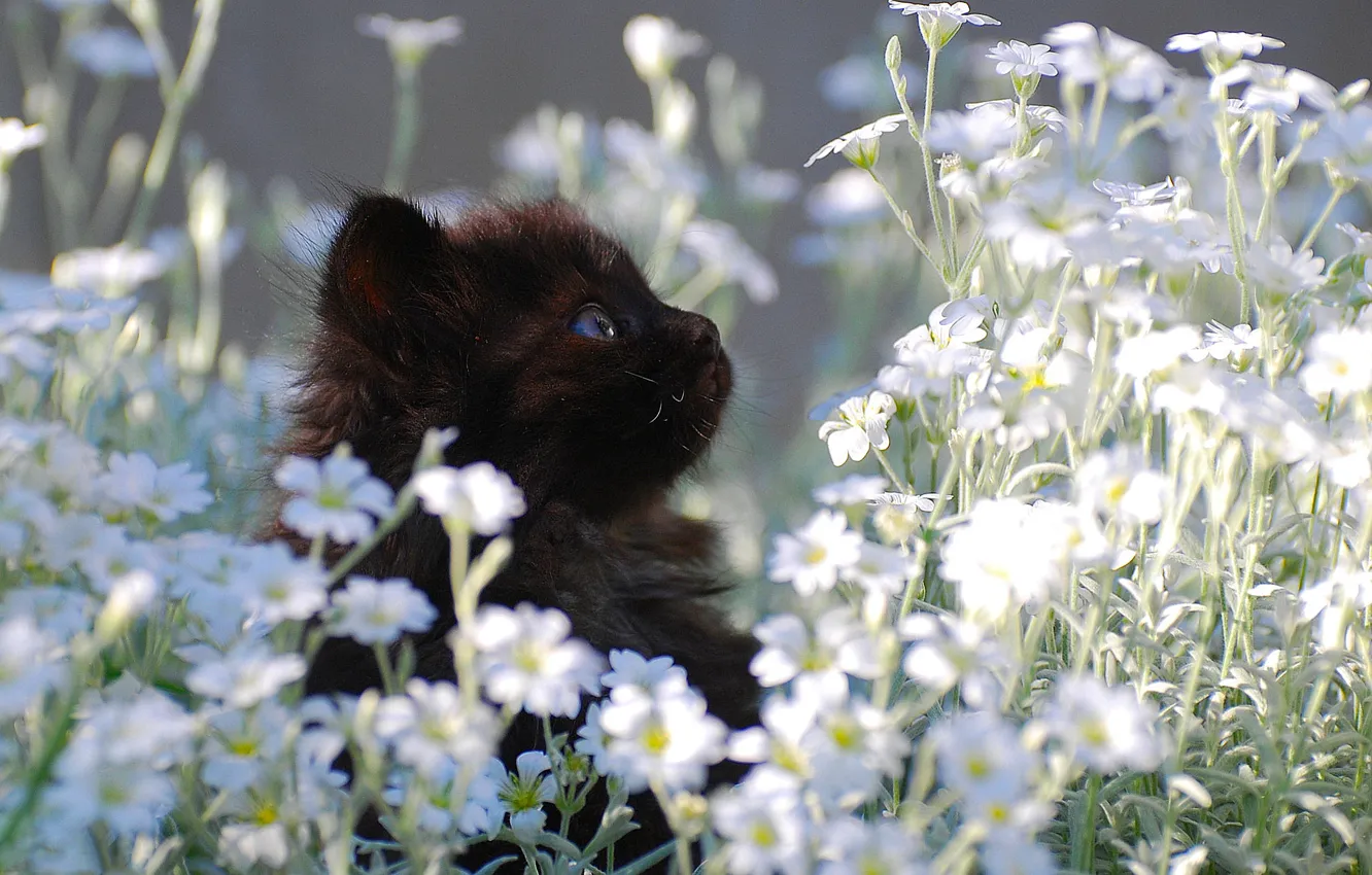 Фото обои котенок, черный, ромашки, маленький, лужайка