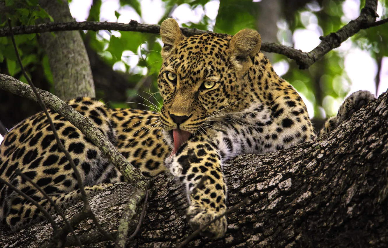 Фото обои ветки, дерево, хищник, леопард, дикая кошка