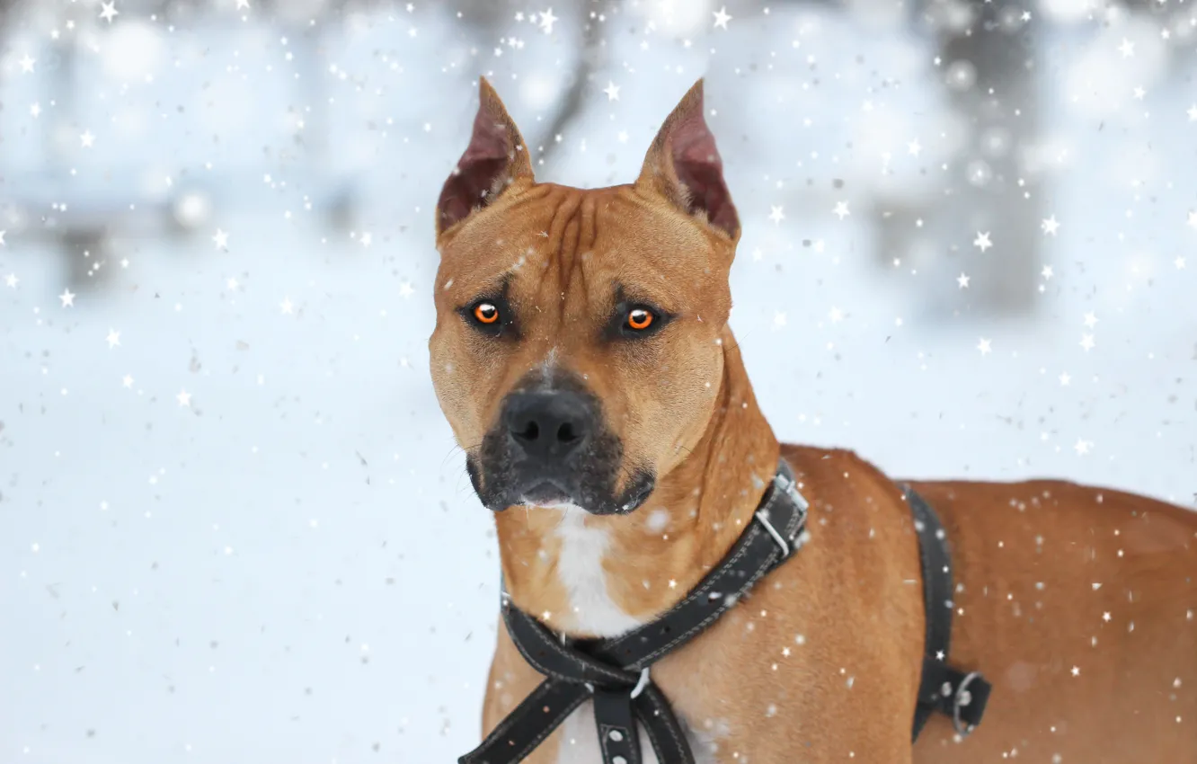 Фото обои зима, друг, собака, питбуль