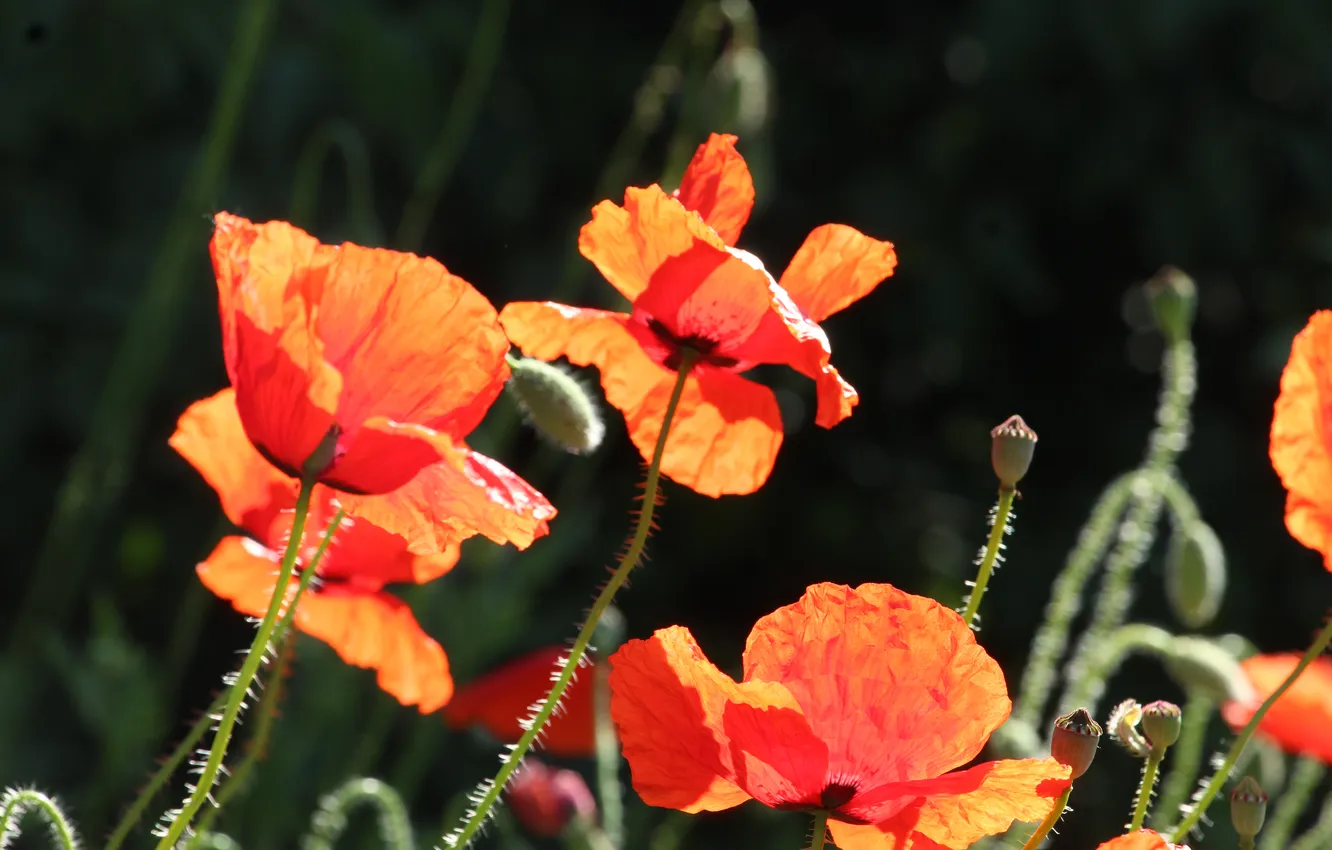 Фото обои red, poppy, blooming