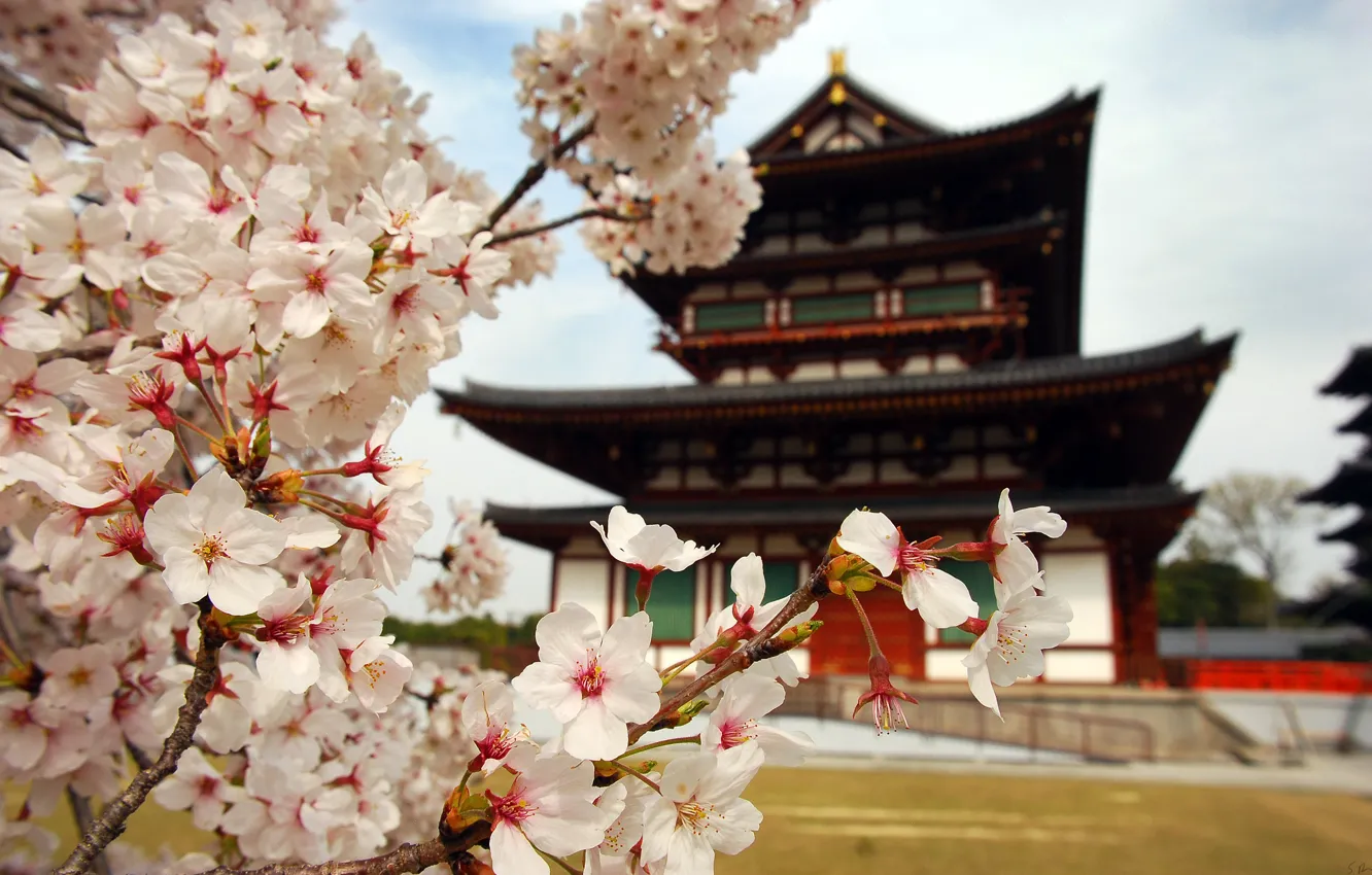 Фото обои цветы, природа, дом, ветви, япония, лепестки, сакура, пагода