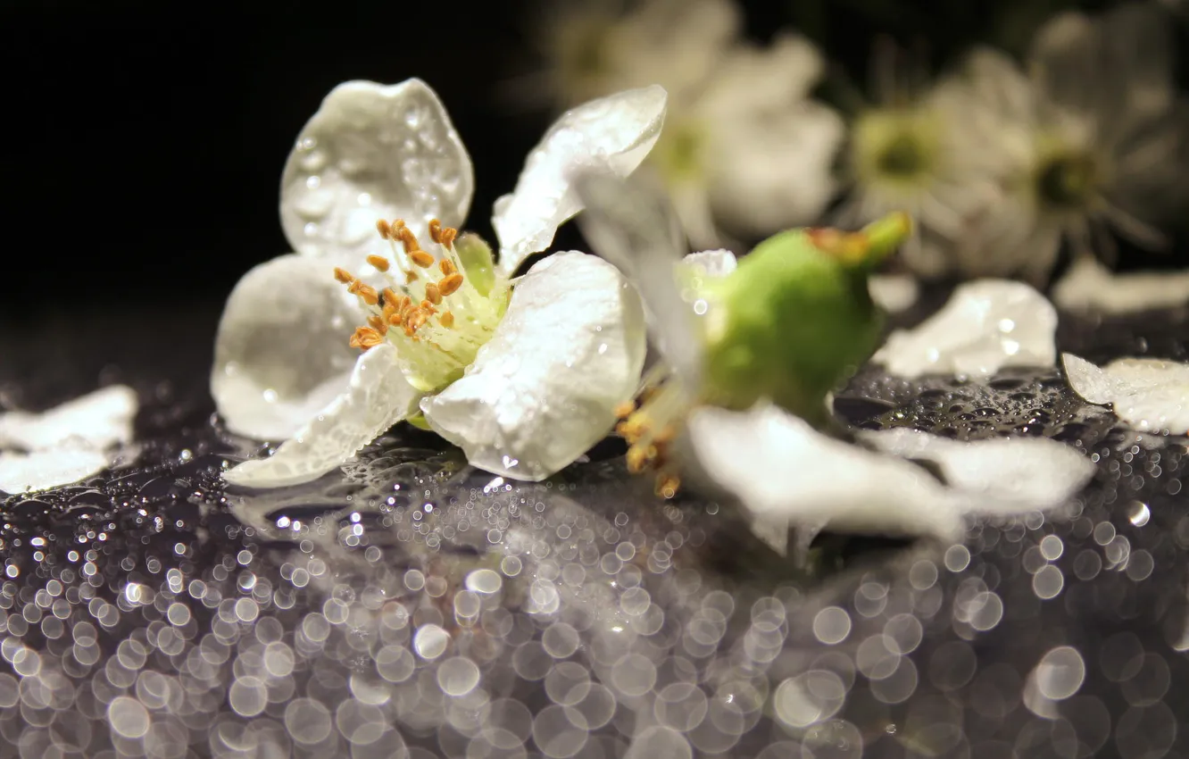 Фото обои капли, макро, цветы, роса, белые, боке