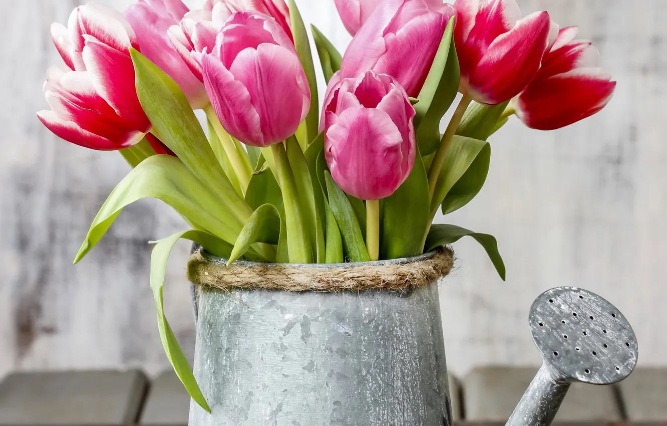 Фото обои тюльпаны, лейка, flowers, tulips, spring