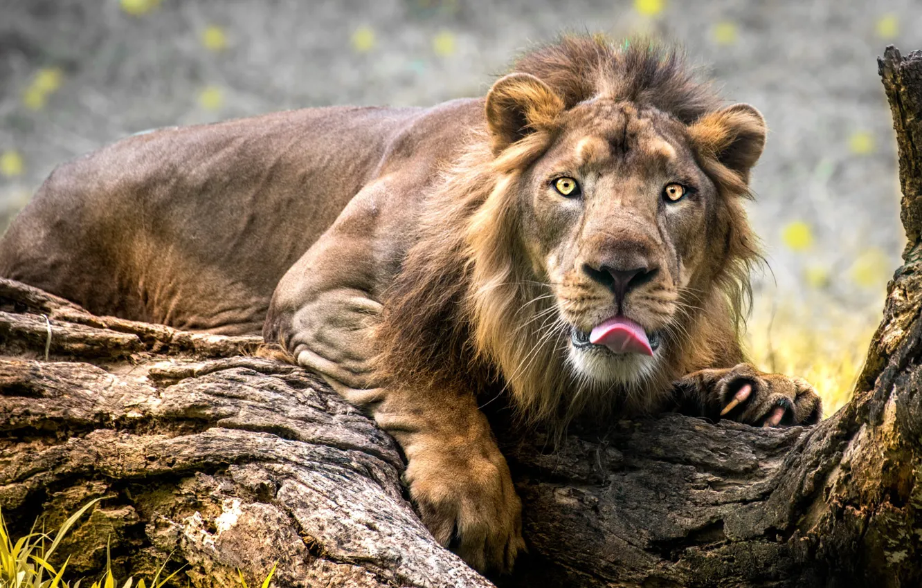 Фото обои язык, морда, поза, лев, лежит, коряга, бревно