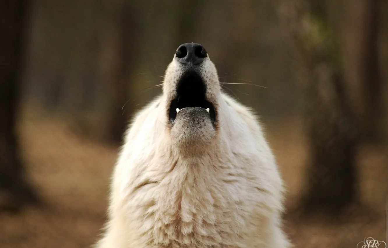 Фото обои nature, predator, animal, wolf, wildlife, portrait, portrait., Canis lupus. face