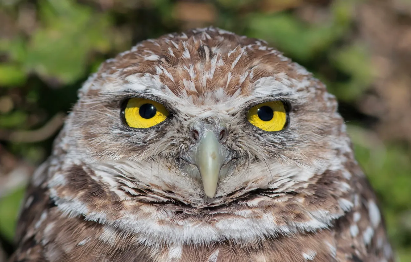 Фото обои сова, портрет, сыч