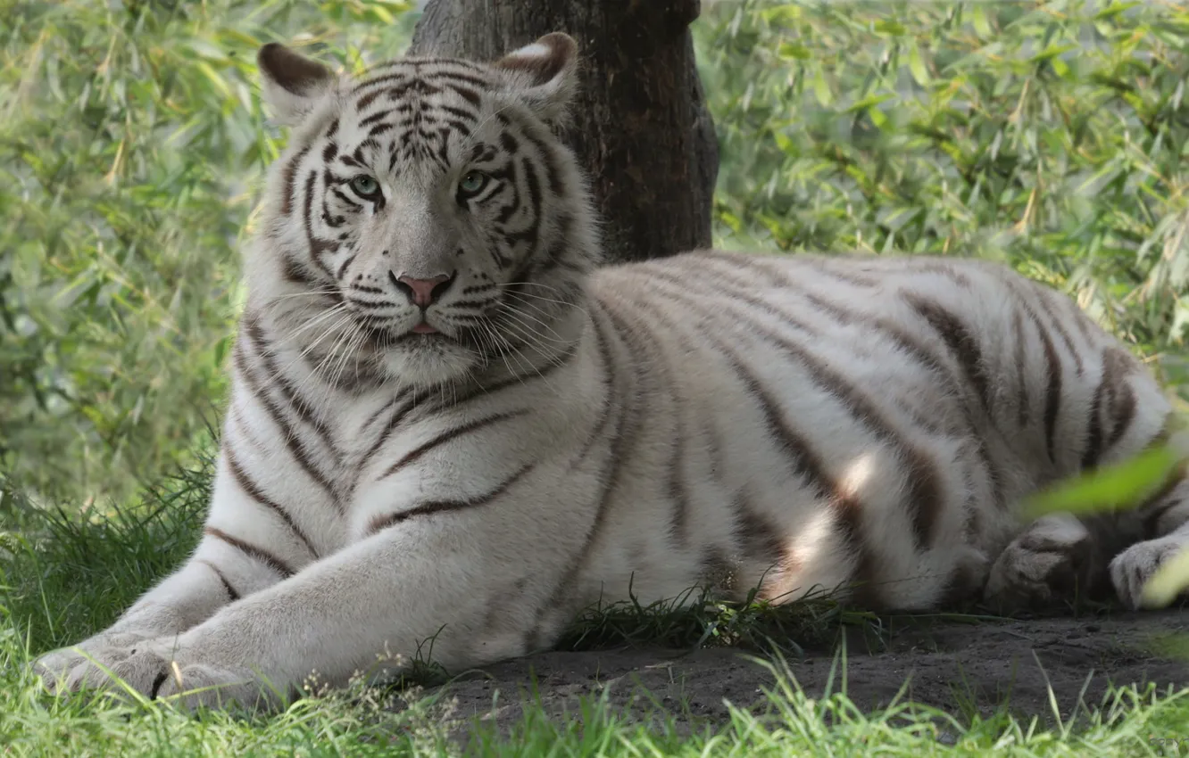 Фото обои кошка, белый, взгляд, тигр