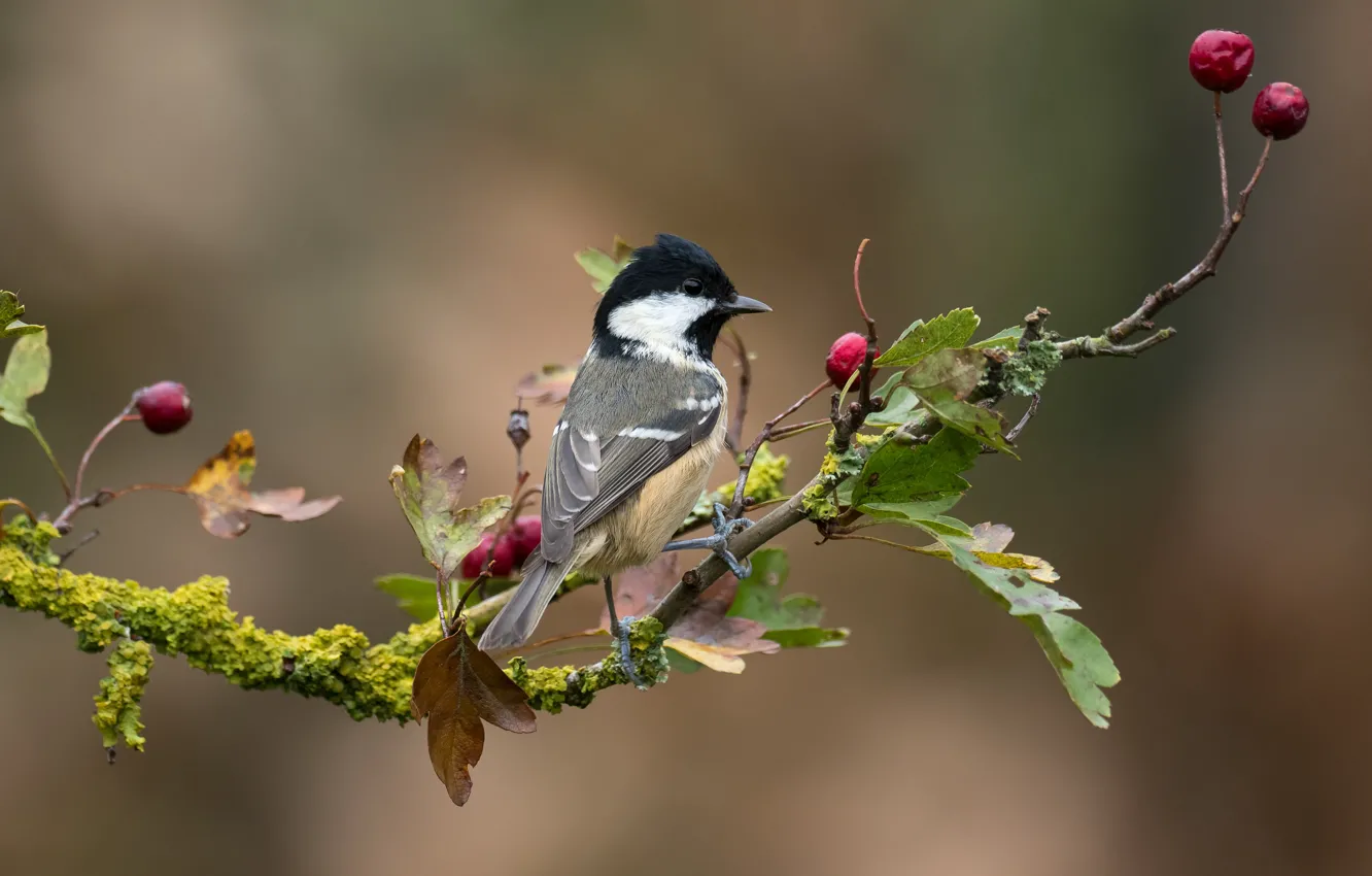 Фото обои ветки, ягоды, птица