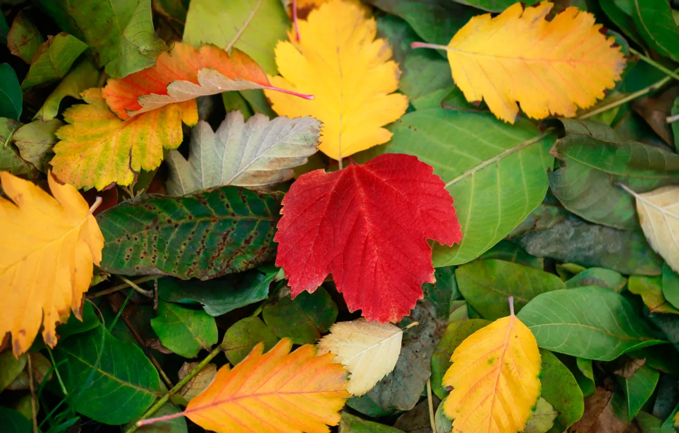 Фото обои осень, листья, времена года