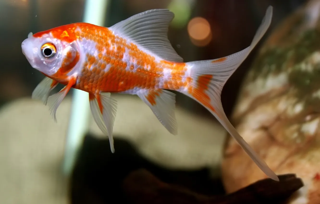 Фото обои рыбки, аквариум, рыба