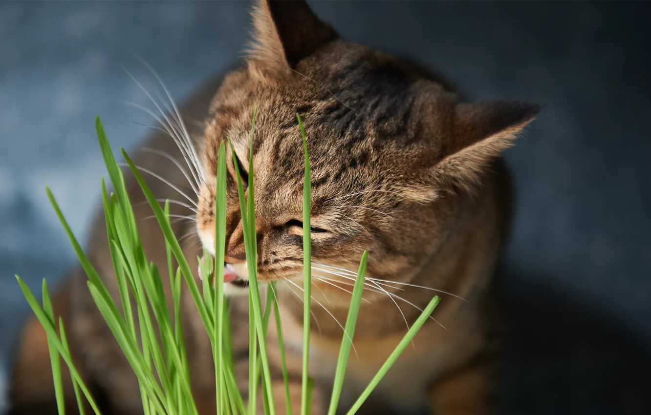 Фото обои зелень, трава, кот, еда