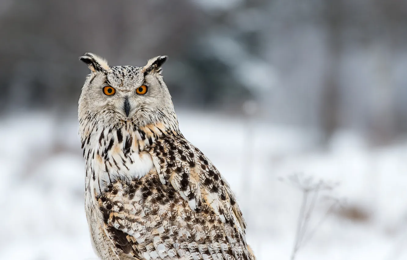 Фото обои зима, сова, Susanna Chan Photography, Siberian Eagle Owl