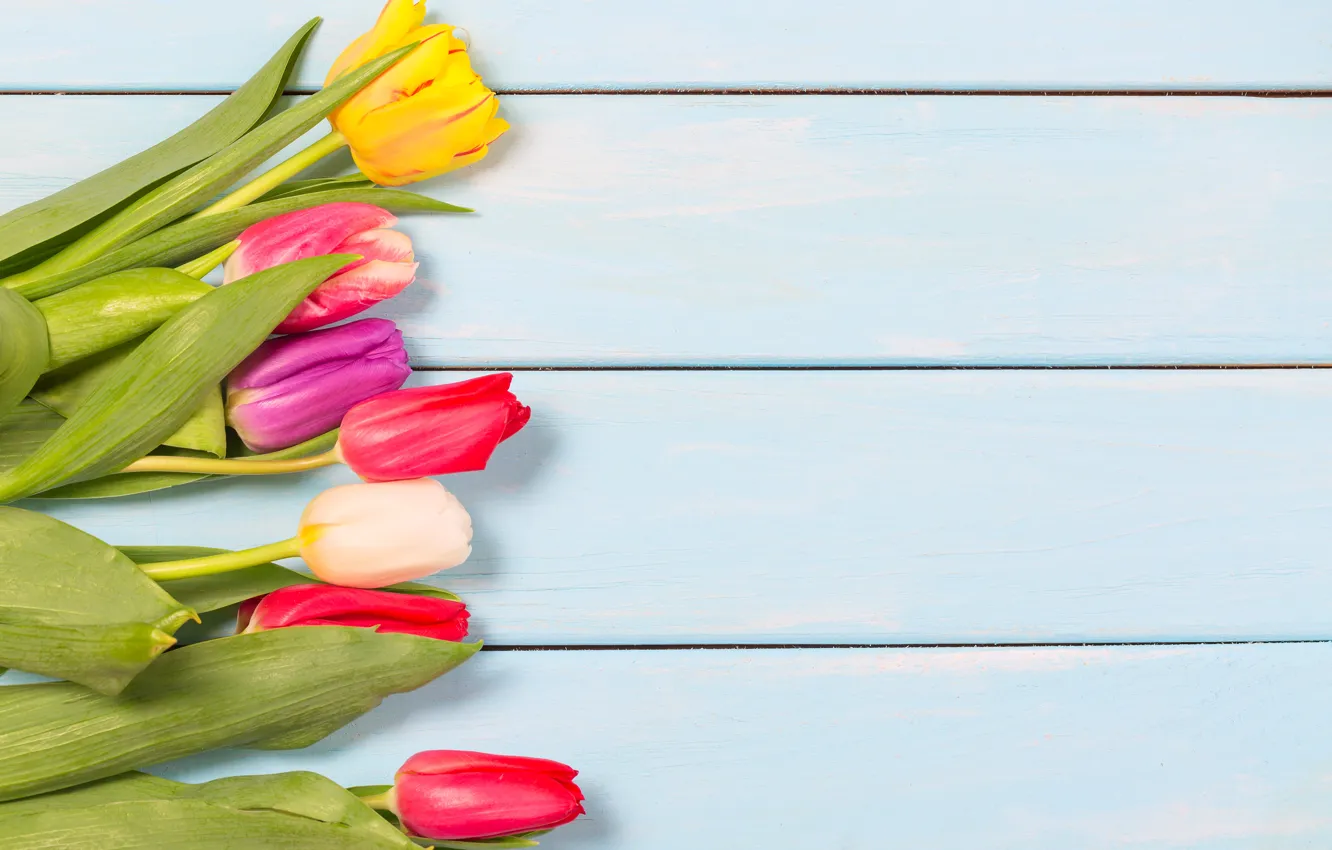 Фото обои цветы, colorful, тюльпаны, wood, flowers, tulips, spring