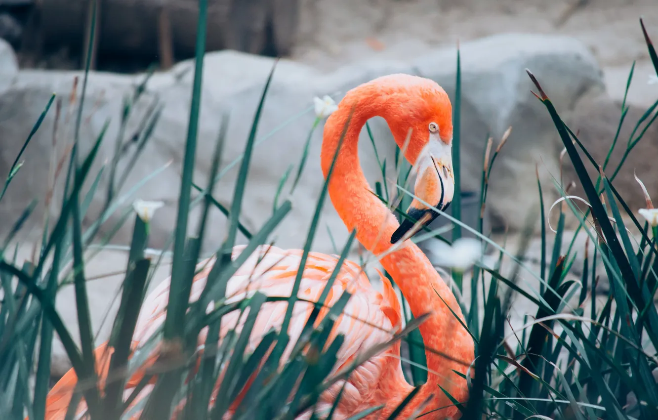 Фото обои птица, перья, фламинго, длинная шея