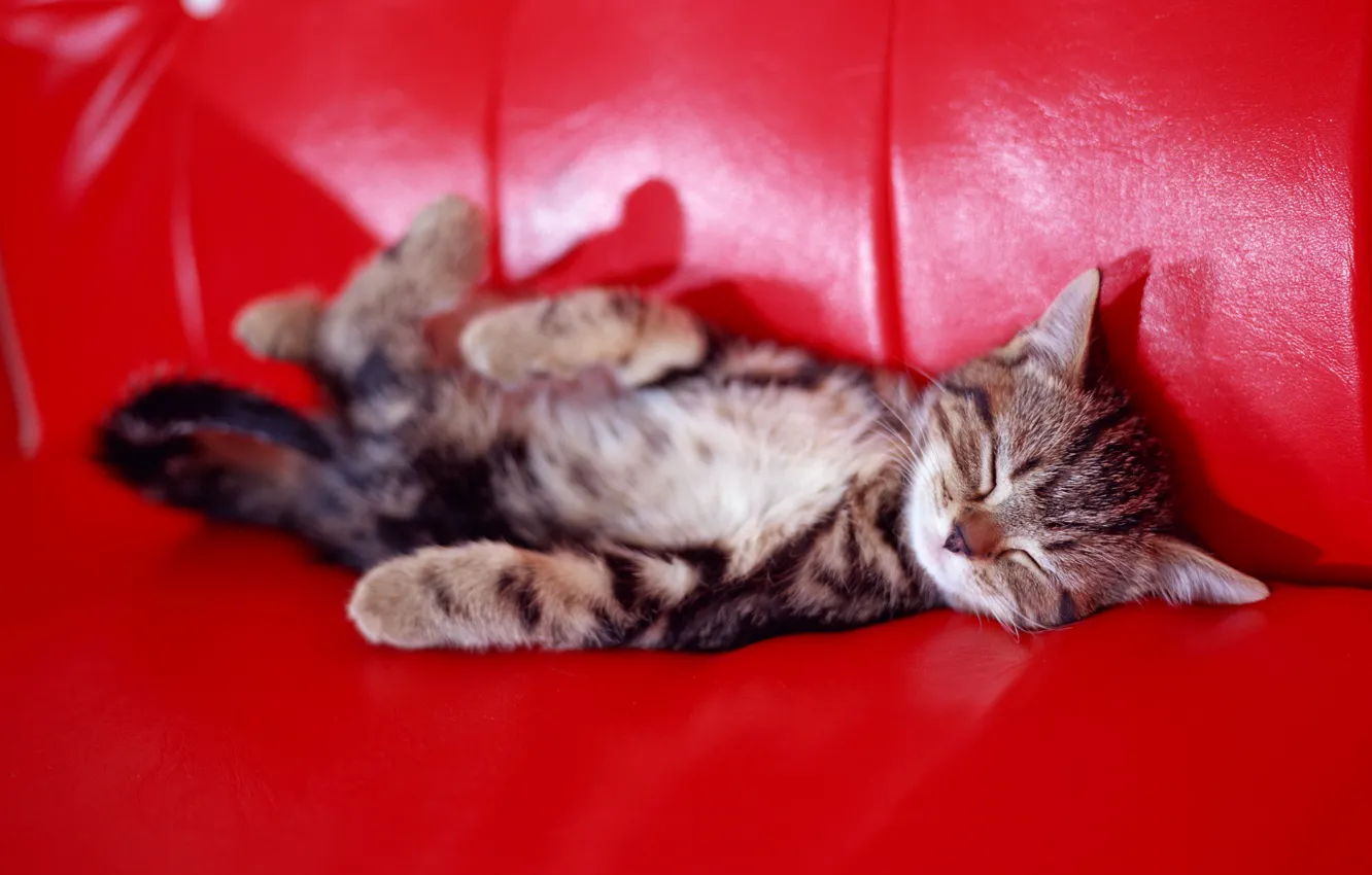Фото обои котенок, диван, сон