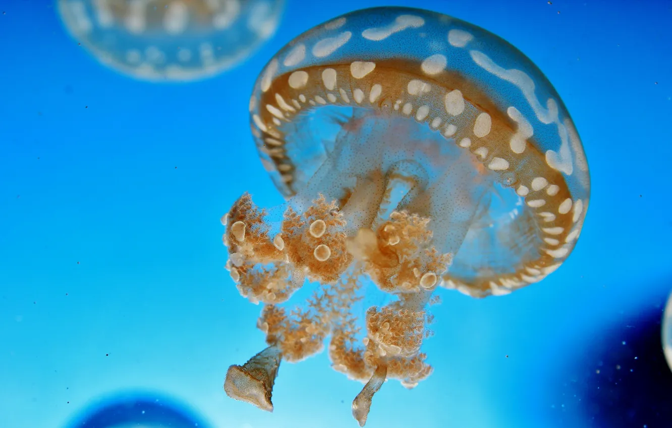 Фото обои вода, макро, синий, медуза, подводный мир