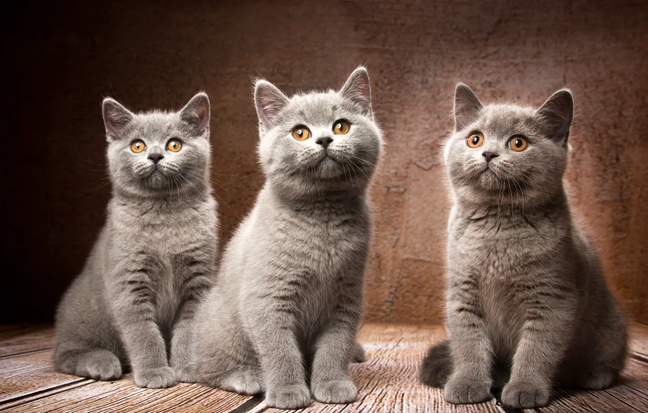 Фото обои фон, котята, трио, троица, Британская короткошёрстная кошка, Наталья Ляйс